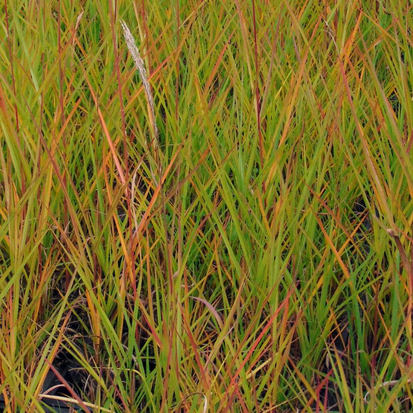 Chinaschilf Afrika - Miscanthus sinensis (Laub)