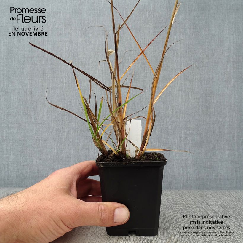 Exemplar von Miscanthus sinensis Aperitiv (Aperitif) - Roseau de Chine Godet de 9cm wie im Herbst geliefert