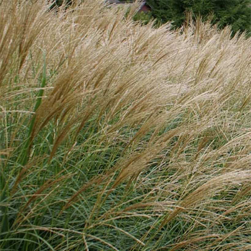 Chinaschilf Arabesque - Miscanthus sinensis (Blüte)