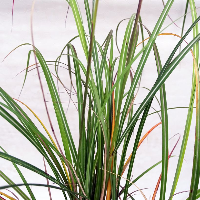 Chinaschilf Arabesque - Miscanthus sinensis (Laub)