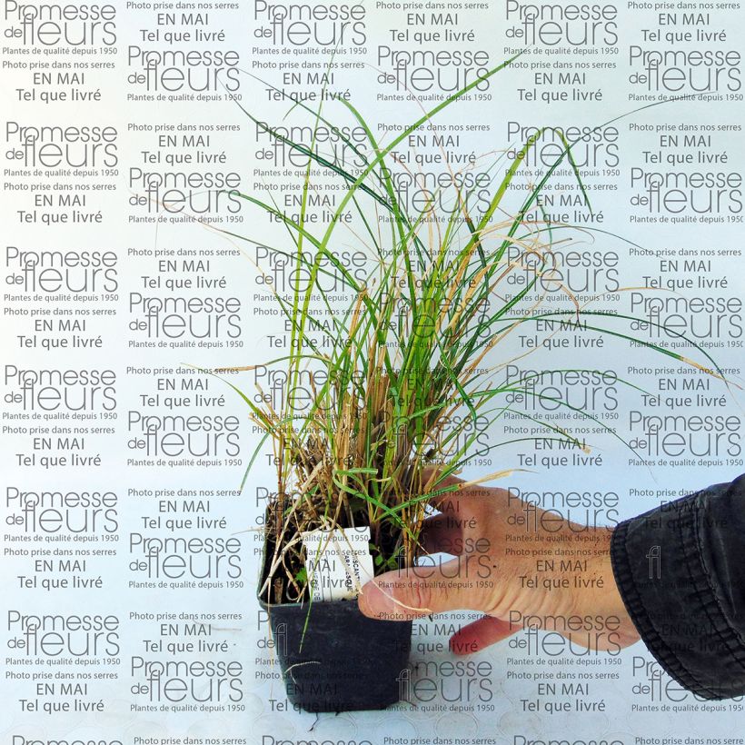 Beispiel eines Exemplars von Miscanthus sinensis Arabesque - Roseau de Chine. Godet de 9cm wie geliefert