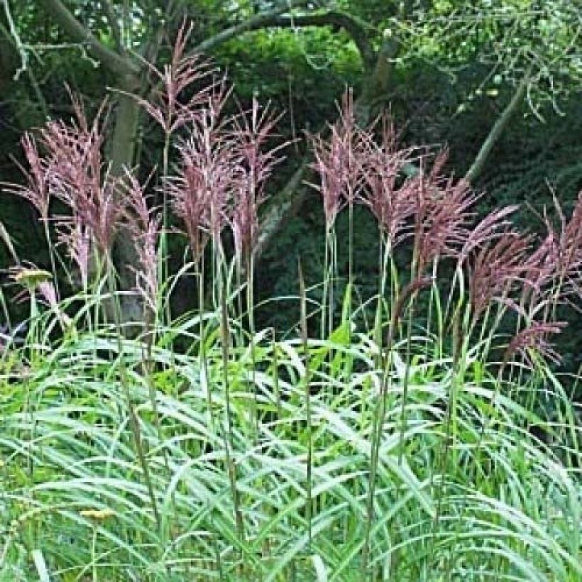 Chinaschilf August Feder - Miscanthus sinensis (Blüte)