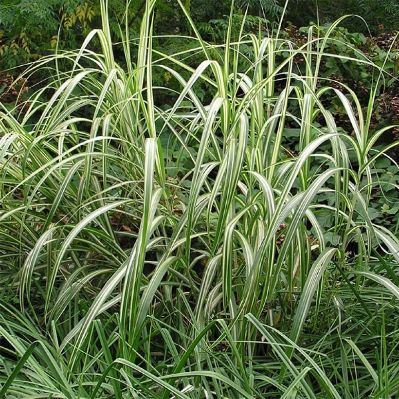 Chinaschilf Cabaret - Miscanthus sinensis var.condensatus (Hafen)