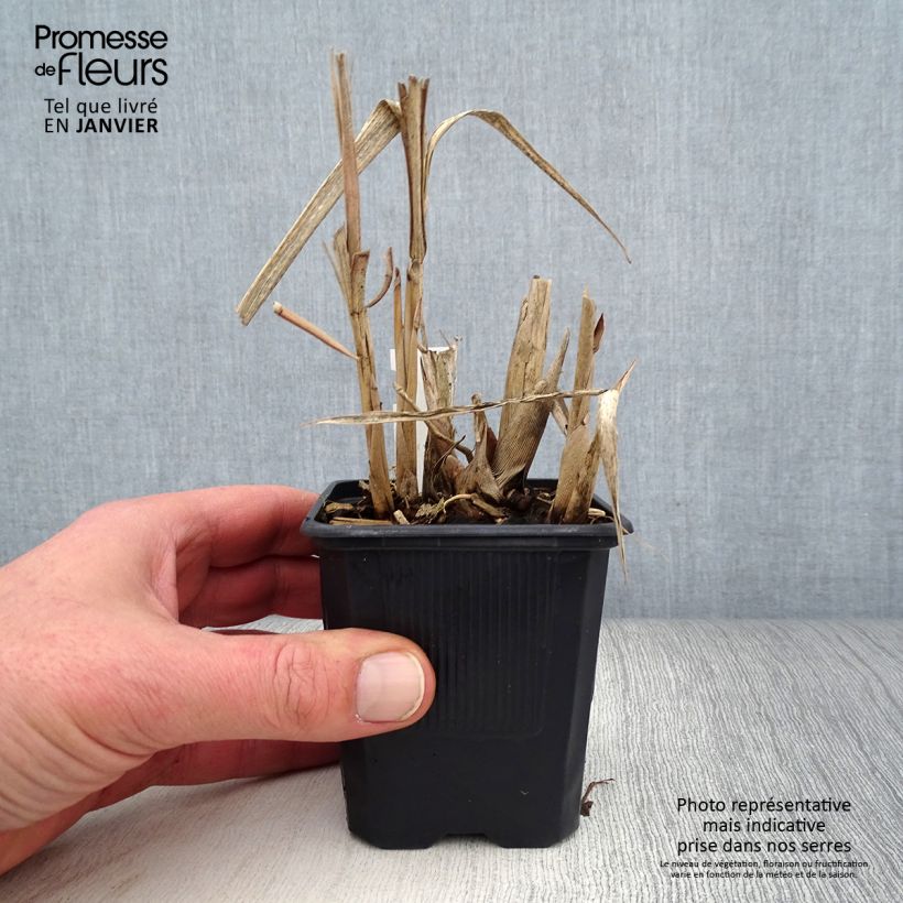 Exemplar von Miscanthus sinensis Cabaret - Roseau de Chine Godet de 9cm wie im Winter geliefert