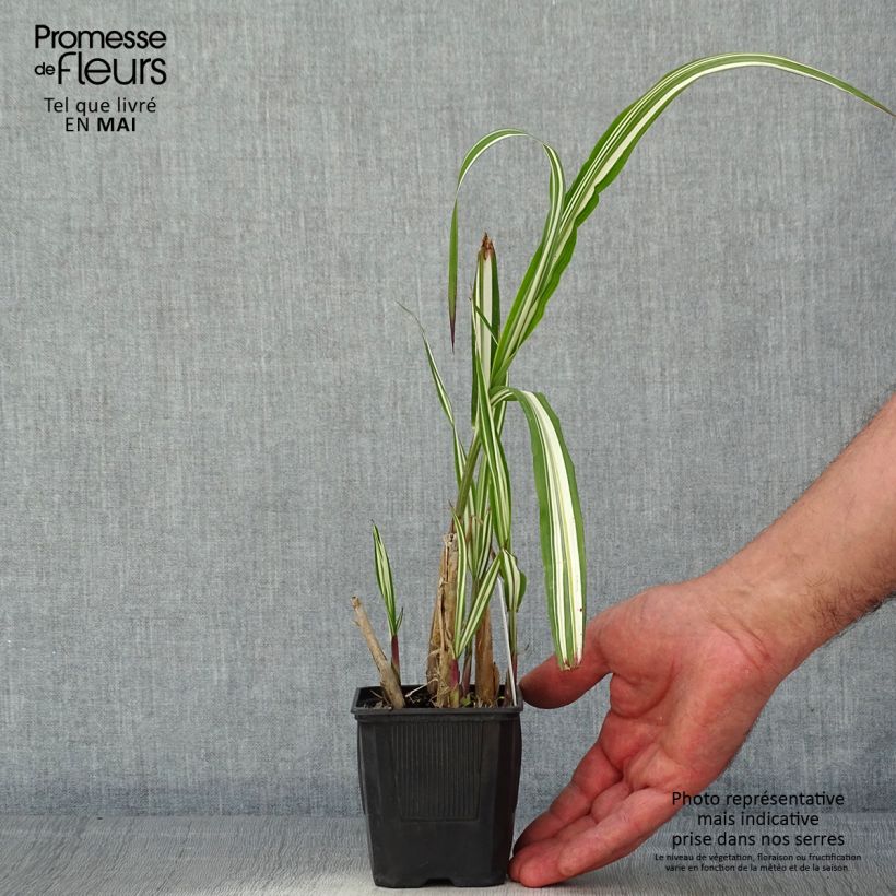 Exemplar von Chinaschilf Cabaret - Miscanthus sinensis var.condensatus Kleine Töpfe von 8/9 cm wie im Frühjahr geliefert