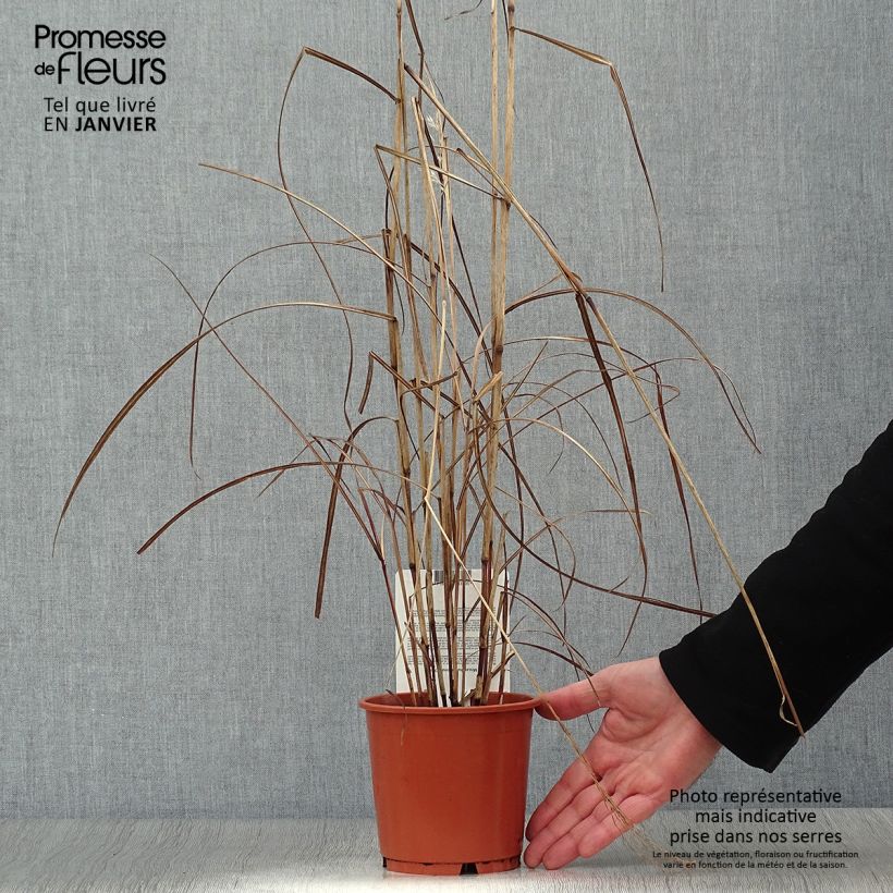 Exemplar von Miscanthus sinensis China - Eulalie - Roseau de Chine en pot de 1L/1.5L wie im Winter geliefert