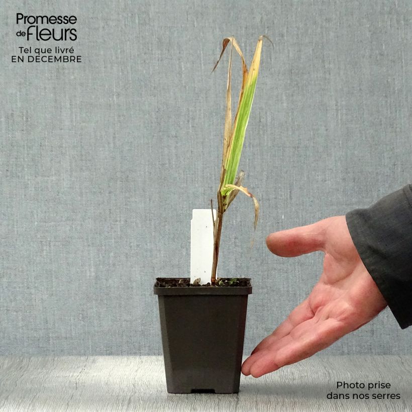 Exemplar von Miscanthus sinensis Cosmopolitan - Eulalie, Roseau de Chine Godet de 9cm wie im Winter geliefert