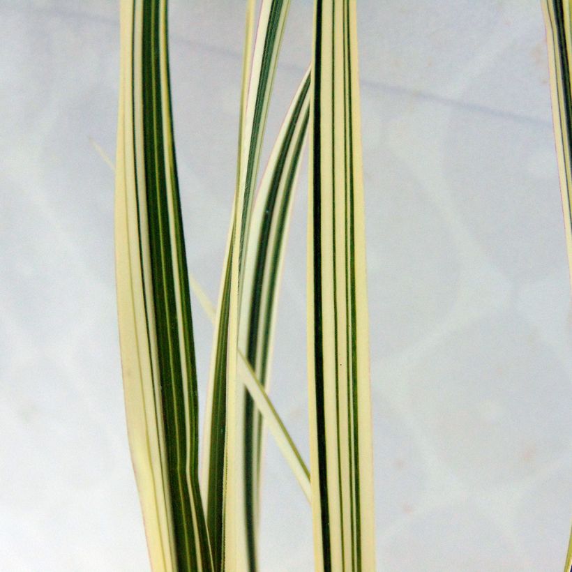 Chinaschilf var. condensatus Cosmopolitan - Miscanthus sinensis (Laub)