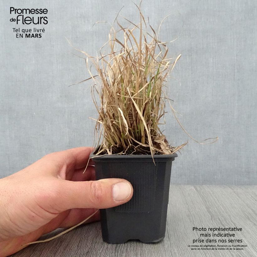 Exemplar von Chinaschilf Cute One - Miscanthus sinensis Kleine Töpfe von 8/9 cm wie im Frühjahr geliefert