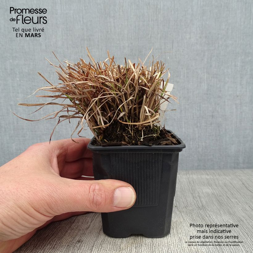 Exemplar von Miscanthus sinensis Cute One - Roseau de Chine nain. Godet de 8/9 cm wie im Winter geliefert