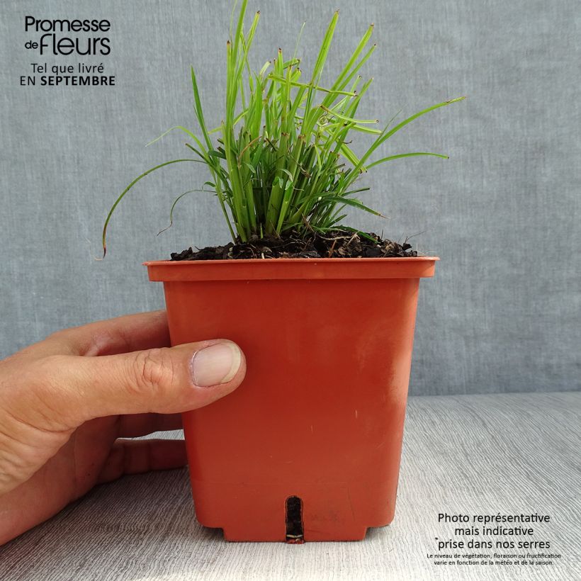 Exemplar von Chinaschilf Cute One - Miscanthus sinensis wie im Herbst geliefert