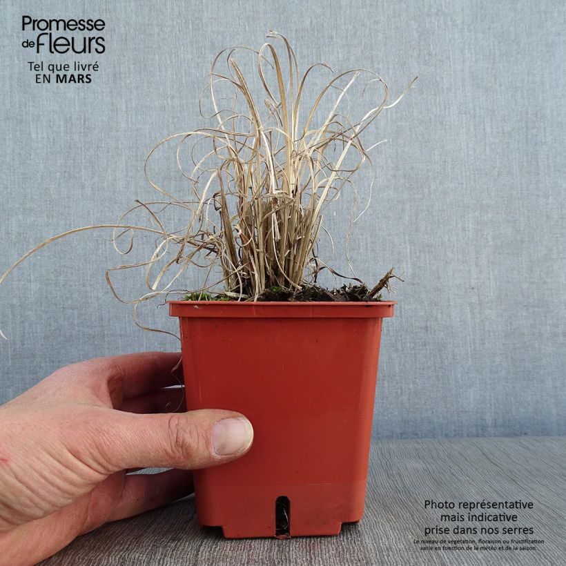 Exemplar von Miscanthus sinensis Cute One - Roseau de Chine nain pot de 1L/1.5L wie im Winter geliefert