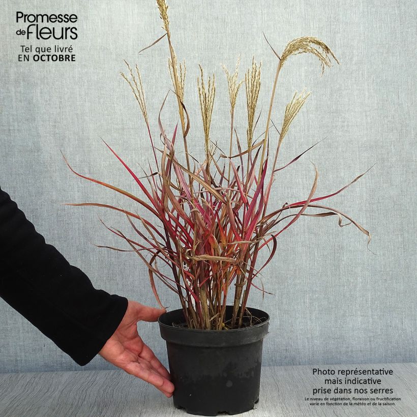 Exemplar von Miscanthus sinensis Dronning Ingrid - Roseau de Chine en pot de 1.5/2 litres wie im Herbst geliefert