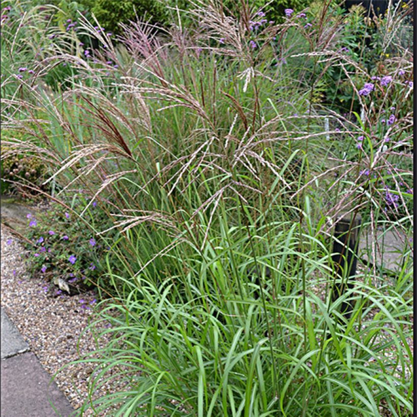 Chinaschilf Emmanuel Lepage - Miscanthus sinensis (Hafen)