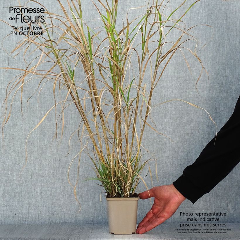 Exemplar von Miscanthus sinensis Etincelle - Roseau de Chine Godet de 9cm wie im Herbst geliefert