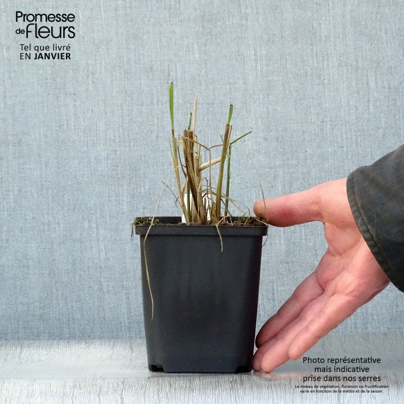 Exemplar von Miscanthus sinensis Etincelle - Roseau de Chine Godet de 9cm wie im Winter geliefert