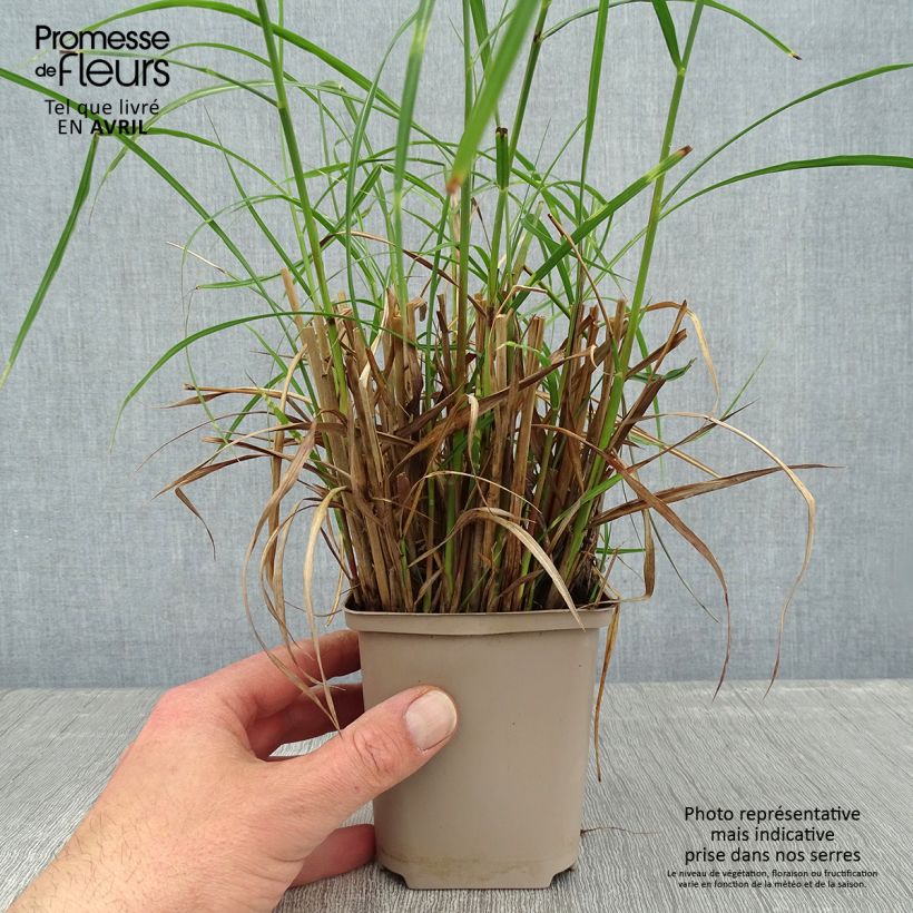 Exemplar von Chinaschilf Etincelle - Miscanthus sinensis Kleine Töpfe von 8/9 cm wie im Frühjahr geliefert