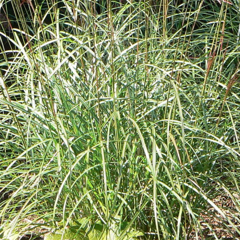 Chinaschilf Ferner Osten - Miscanthus sinensis (Laub)