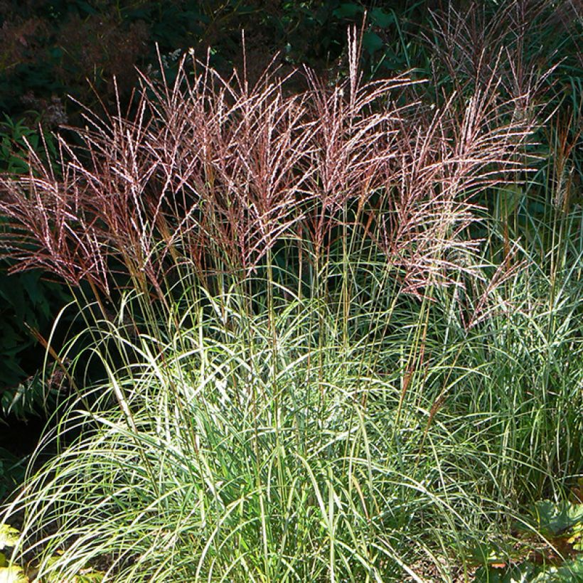 Chinaschilf Ferner Osten - Miscanthus sinensis (Blüte)