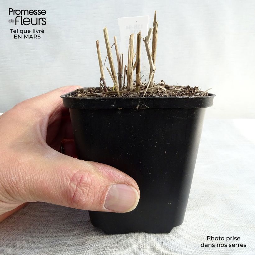 Exemplar von Miscanthus sinensis Ferner Osten - Roseau de Chine Godet de 9cm wie im Winter geliefert