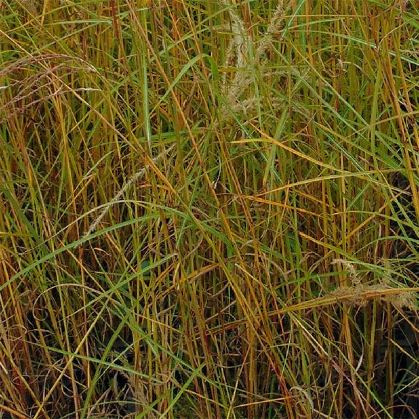 Chinaschilf Flamingo - Miscanthus sinensis (Laub)