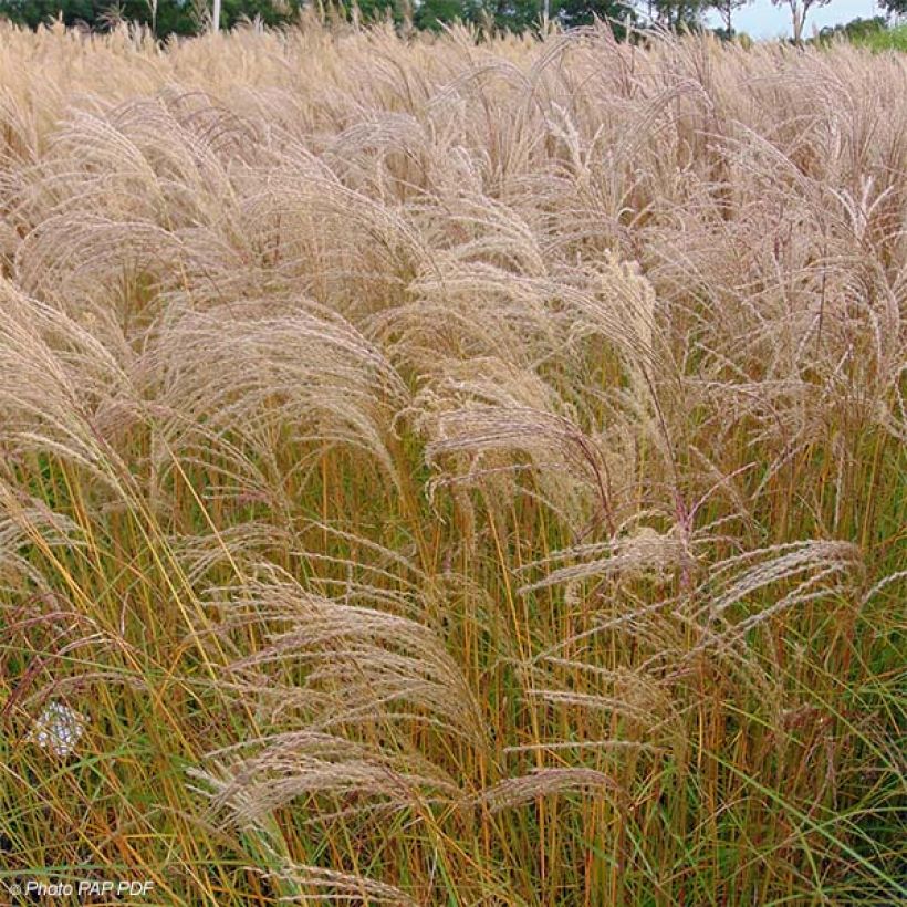 Chinaschilf Flamingo - Miscanthus sinensis (Hafen)