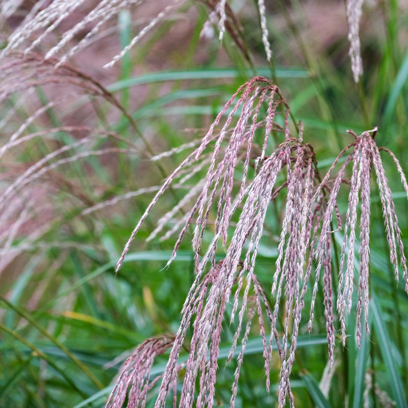 Chinaschilf Flamingo - Miscanthus sinensis (Blüte)