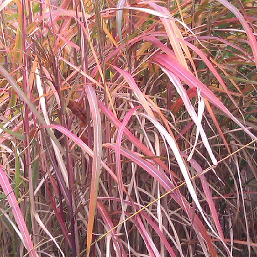 Chinaschilf Ghana - Miscanthus sinensis (Laub)