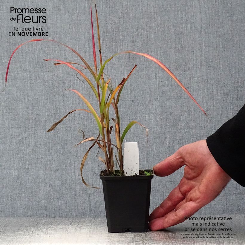 Exemplar von Miscanthus sinensis Ghana - Roseau de Chine Godet de 9cm wie im Herbst geliefert