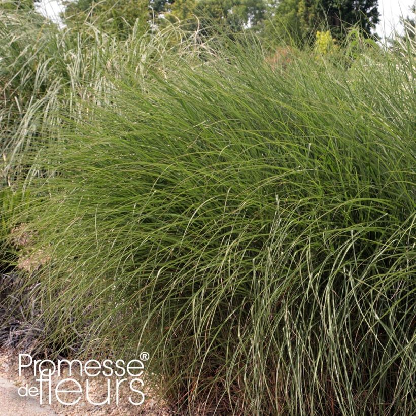 Chinaschilf Gnom - Miscanthus sinensis (Hafen)