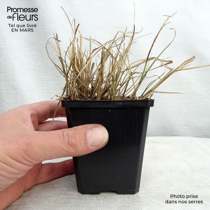 Exemplar von Miscanthus sinensis Gnom - Eulalie, Roseau de Chine Godet de 8/9 cm wie im Winter geliefert