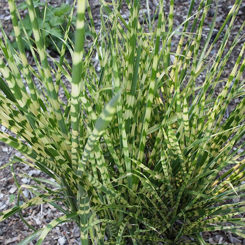 Chinaschilf Gold Bar - Miscanthus sinensis (Laub)