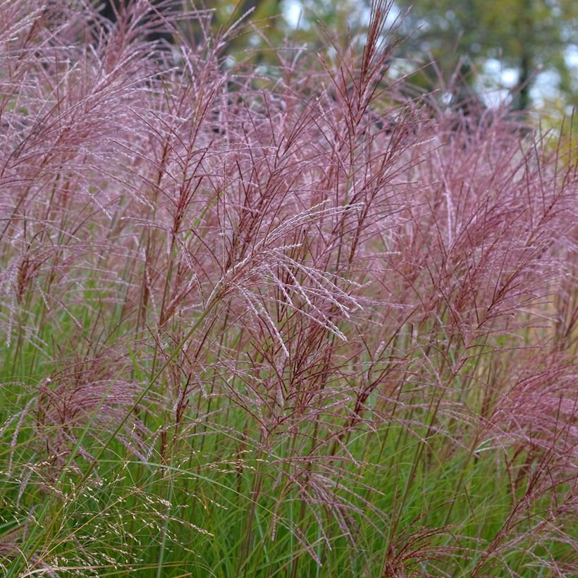 Chinaschilf Gracillimus - Miscanthus sinensis (Blüte)