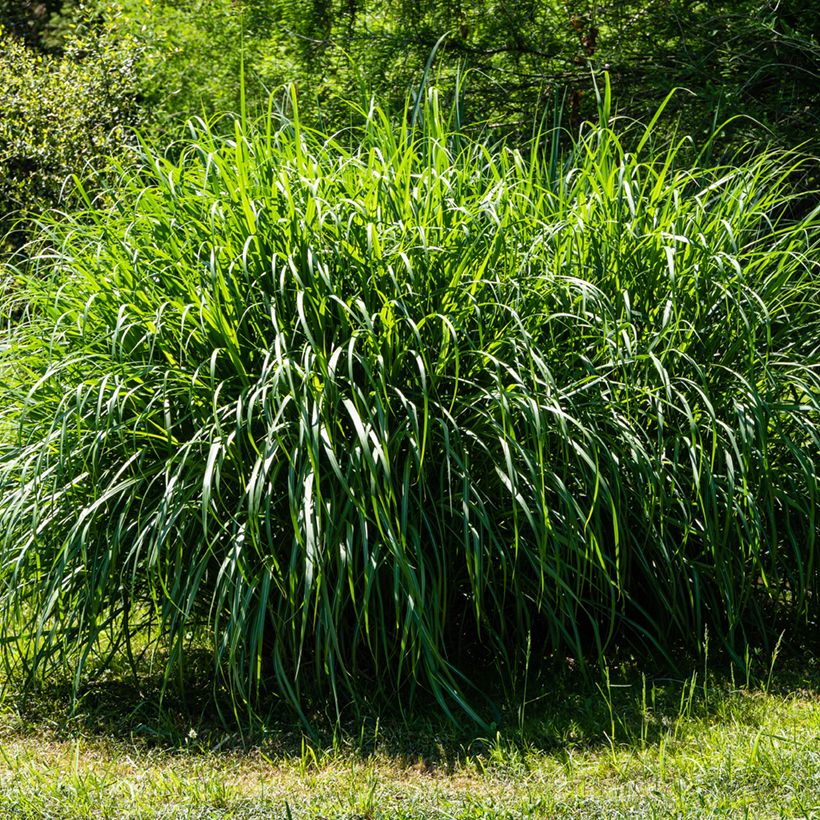 Chinaschilf Gracillimus - Miscanthus sinensis (Hafen)