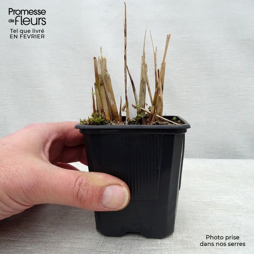 Exemplar von Miscanthus sinensis Gracillimus - Eulalie en godet de 9cm wie im Winter geliefert