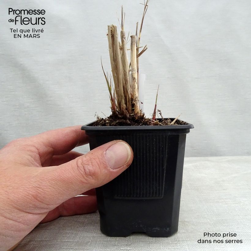 Exemplar von Chinaschilf Gracillimus - Miscanthus sinensis Kleine Töpfe von 8/9 cm wie im Frühjahr geliefert