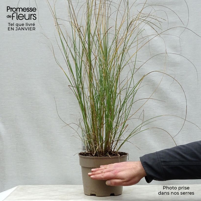 Exemplar von Miscanthus sinensis Gracillimus en pot de 2L3L wie im Winter geliefert