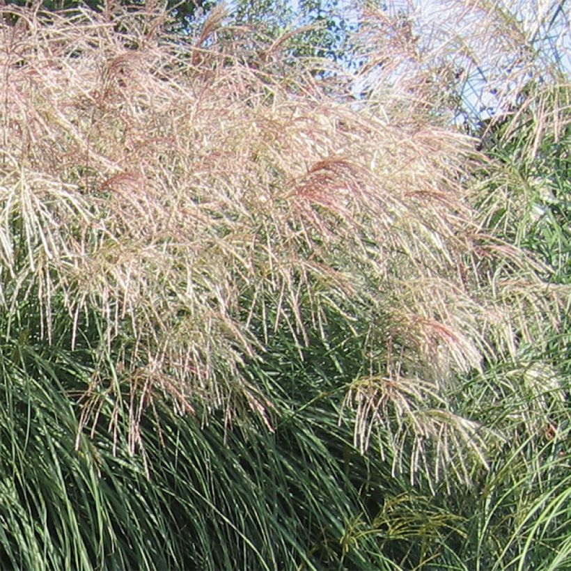 Chinaschilf Graziella - Miscanthus sinensis (Blüte)