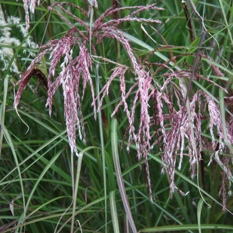 Chinaschilf Kaskade - Miscanthus sinensis (Blüte)