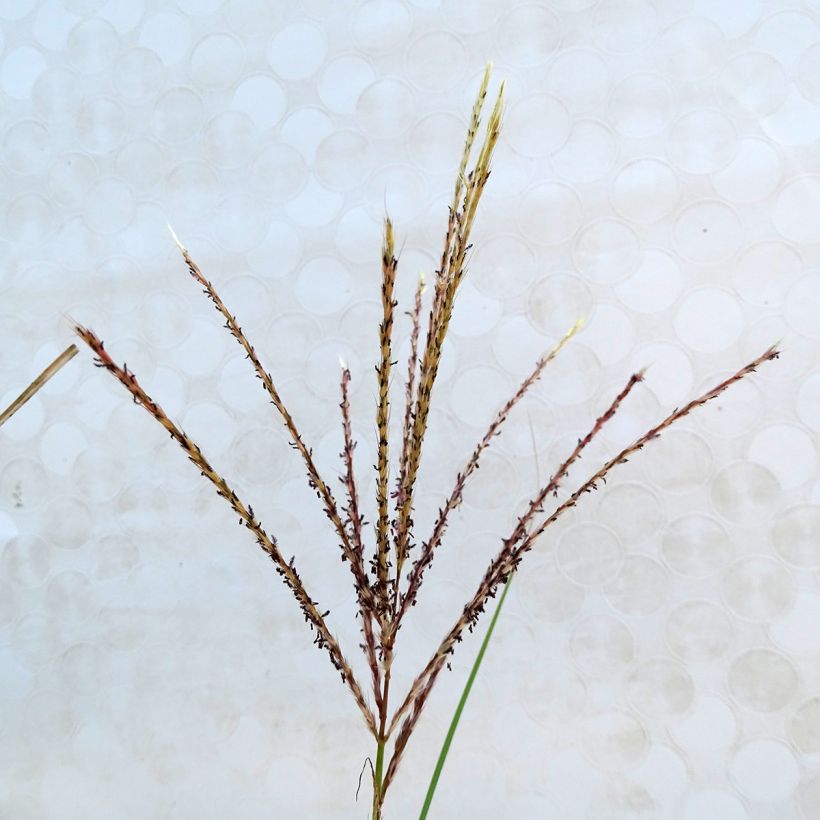 Chinaschilf Kleine Silberspinne - Miscanthus sinensis (Blüte)