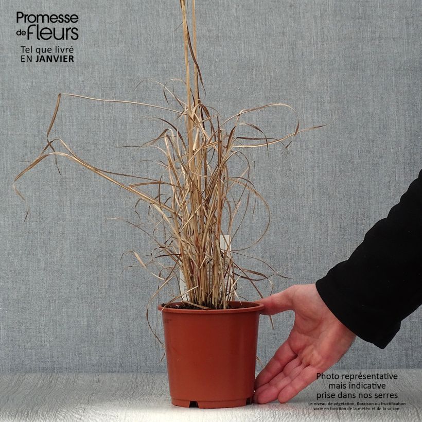 Exemplar von Miscanthus sinensis Kleine Silberspinne - pot de 1L/1.5L wie im Winter geliefert