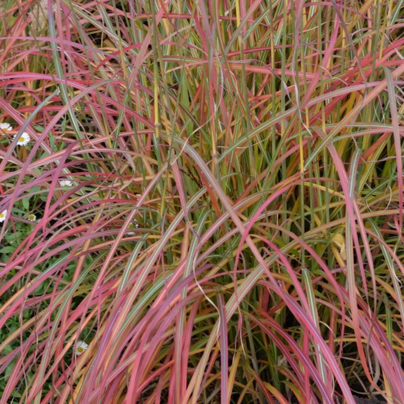 Chinaschilf Little Miss - Miscanthus sinensis (Laub)