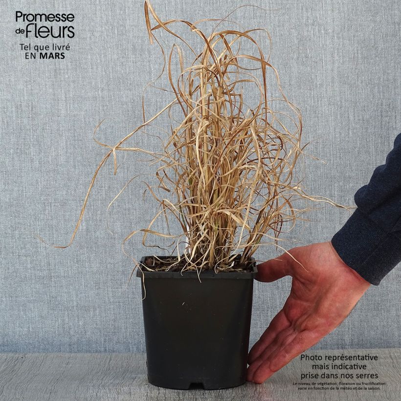 Exemplar von Miscanthus sinensis Little Zebra  - Roseau de Chine panaché en en pot de 2/3 litres wie im Winter geliefert