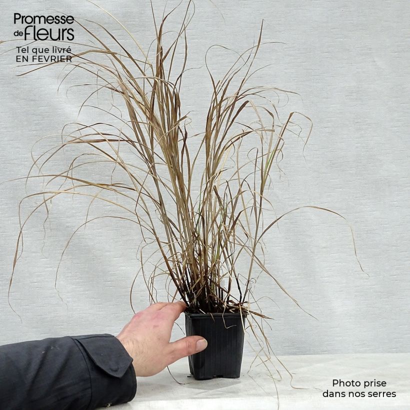 Exemplar von Miscanthus sinensis Little Zebra - Roseau de Chine panaché en godet de 9 cm wie im Winter geliefert