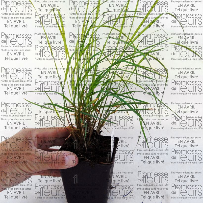 Beispiel eines Exemplars von Miscanthus sinensis Morning Bright - Roseau de Chine Godet de 8/9 cm wie geliefert