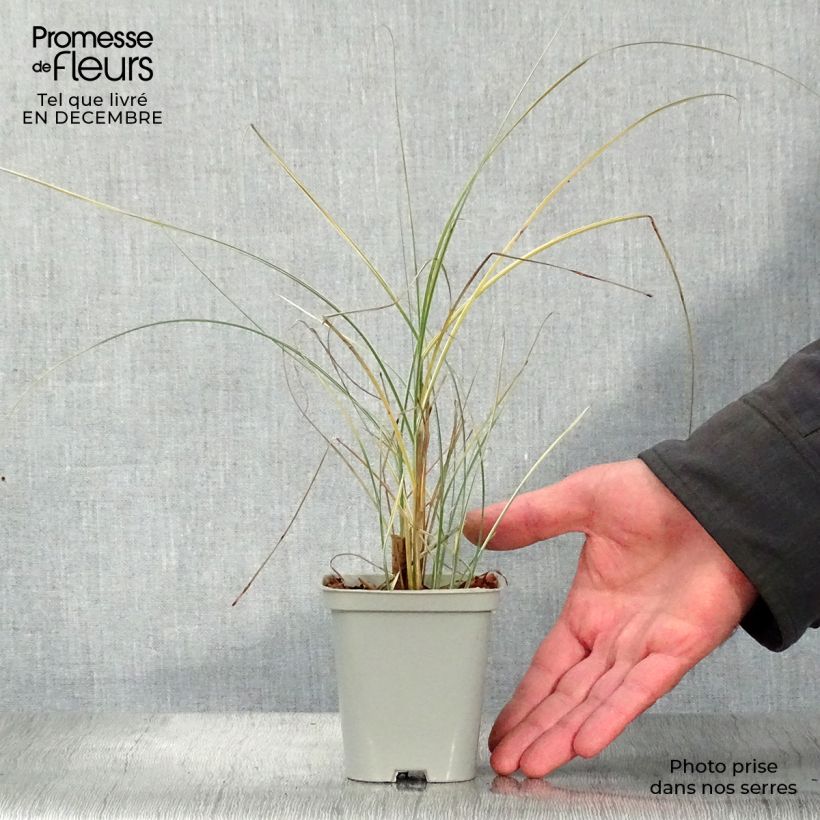 Exemplar von Miscanthus sinensis Morning Light godet de 9cm wie im Winter geliefert