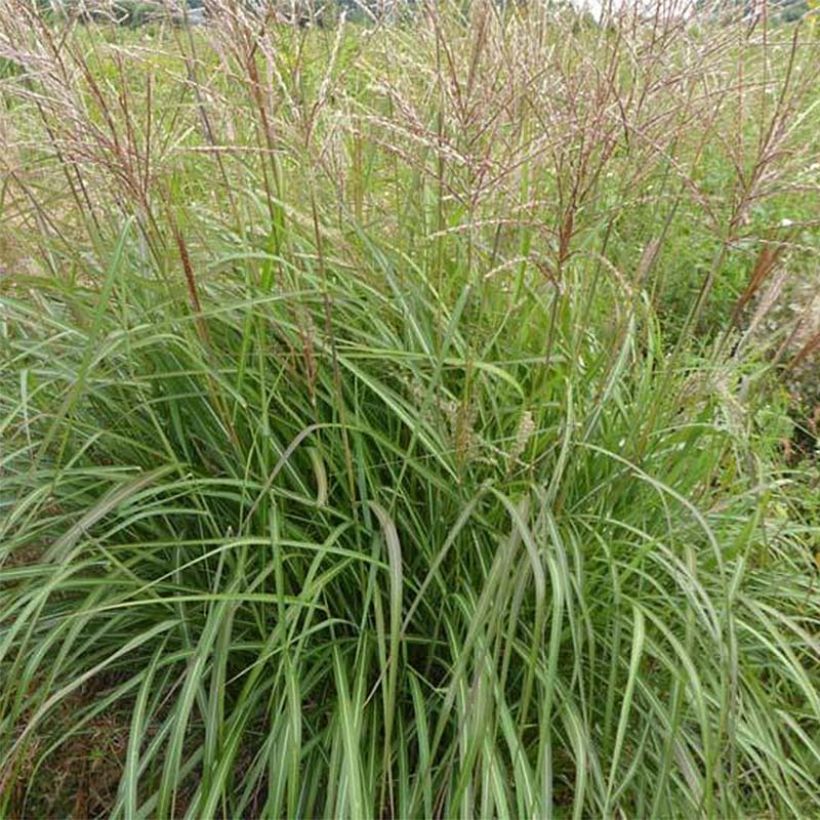 Chinaschilf Purple Fall - Miscanthus sinensis (Laub)