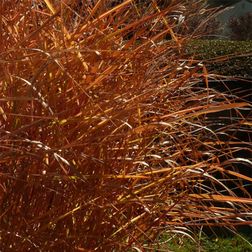 Chinaschilf Purpurascens - Miscanthus sinensis (Laub)