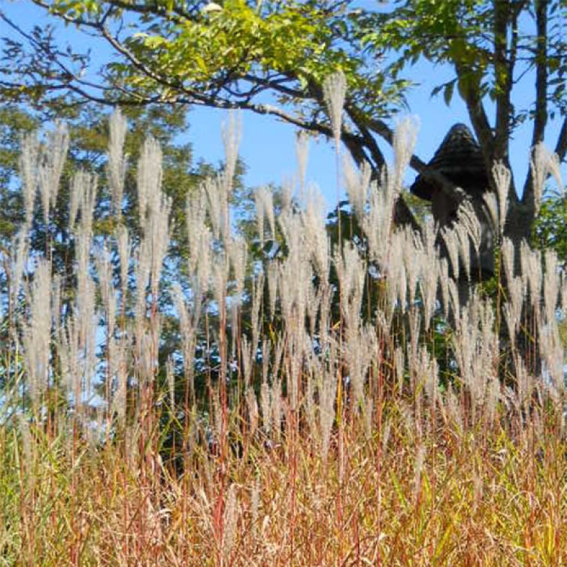 Chinaschilf Purpurascens - Miscanthus sinensis (Blüte)