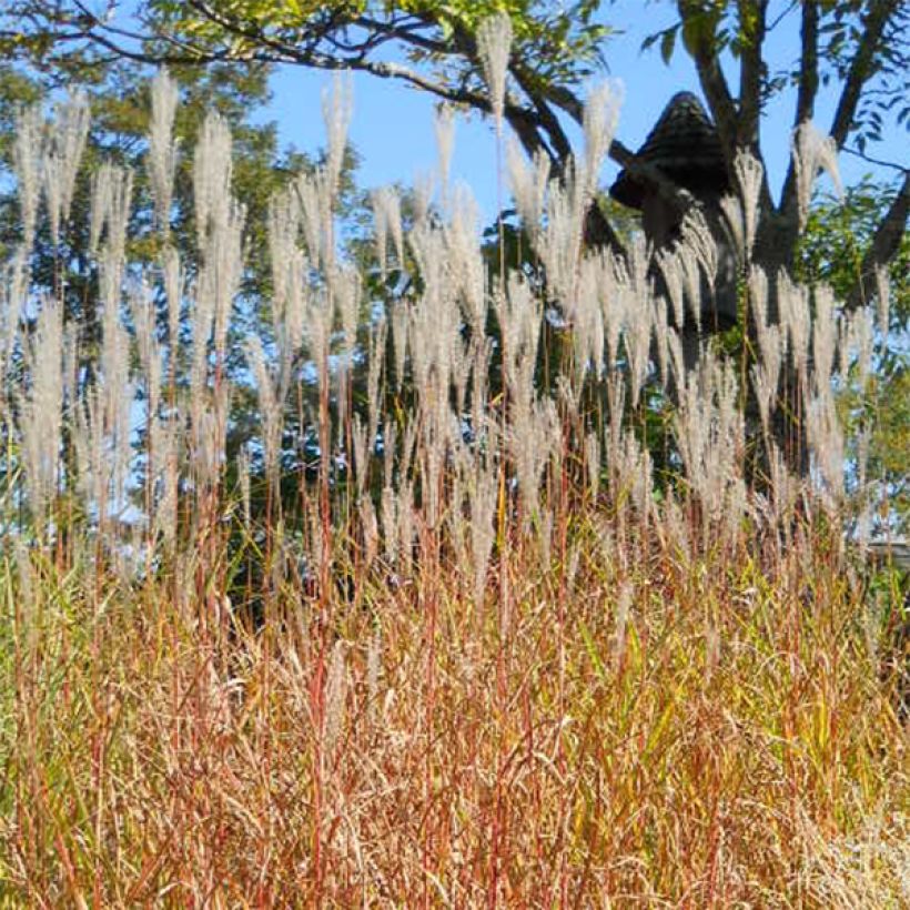 Chinaschilf Purpurascens - Miscanthus sinensis (Hafen)